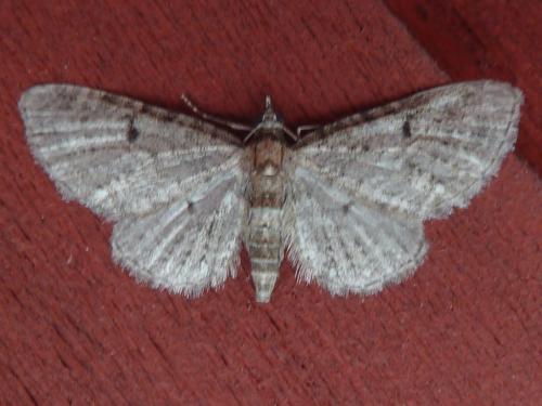 Eupithecia sp.